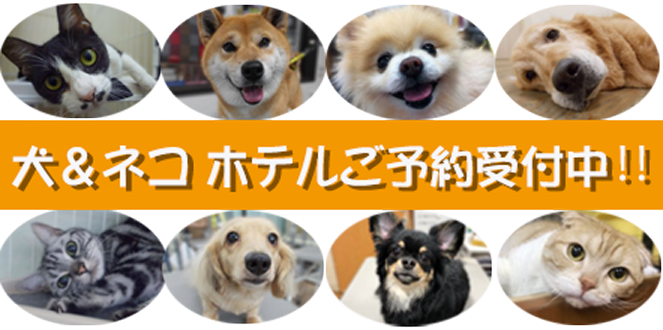 春休み・ゴールデンウィークのペットホテルのご予約受付中です
